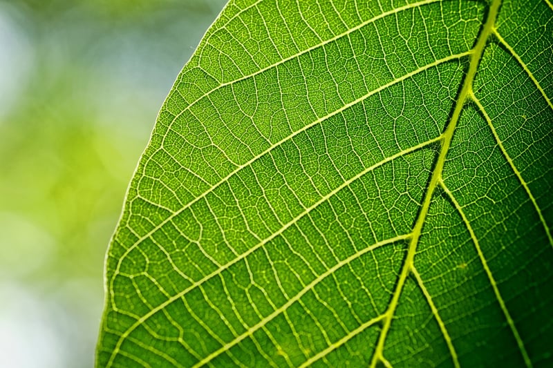 Nature Collage